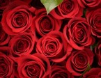 Valentine's Day at Yoshi Izakaya