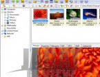 xnview