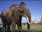 Di masa depan, hewan yang sudah punah seperti mammoth dapat hadir kembali di kebun-kebun binatang berkat teknologi kloning.