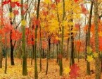 maple Leaf