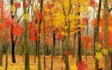 maple Leaf