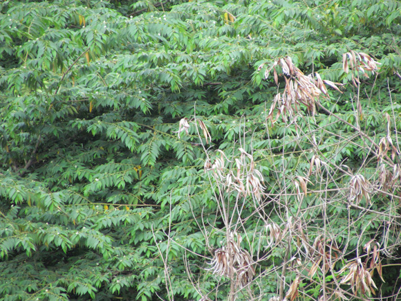 Canon SX30IS (6) Canon SX30IS 6