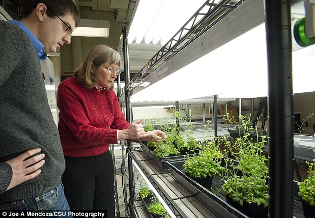 June Medford mengajarkan tanaman untuk mendeteksi bahan peledak