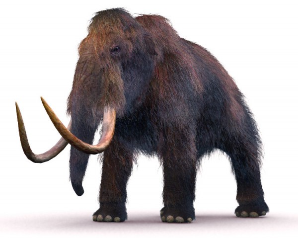 mammoth mammoth3