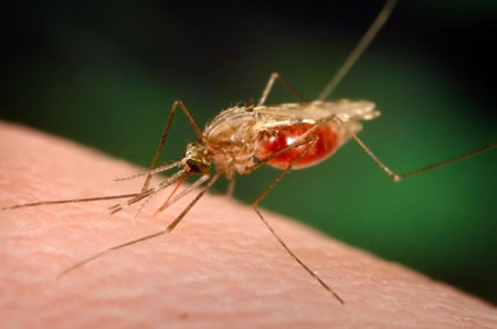 malaria mosquito