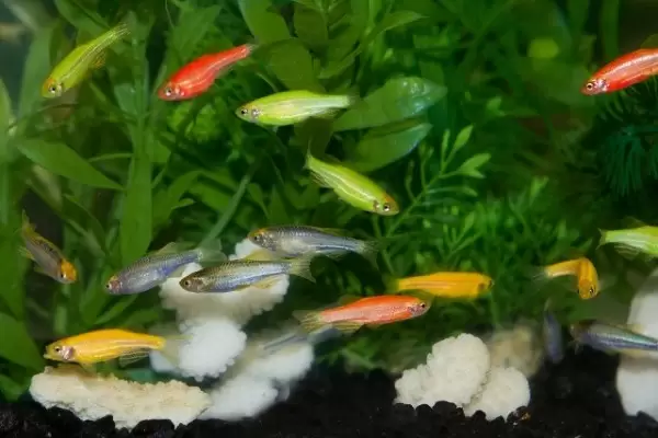glofish_023_std glofish 023 std
