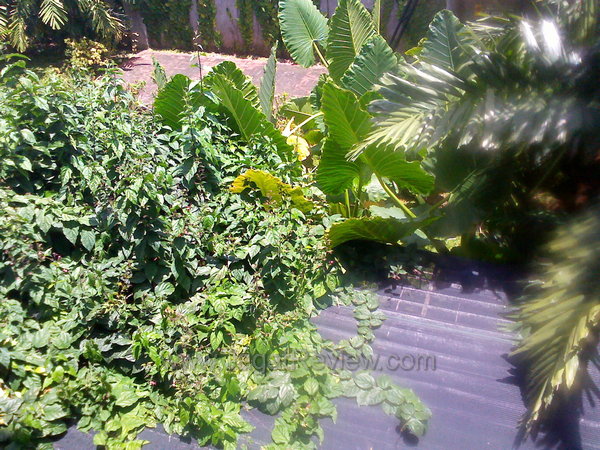 Lenovo A60 - Kamera Utama Outdoor