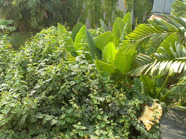 Sony Xperia Sola - Kamera Outdoor Sony Xperia Sola Kamera Outdoor