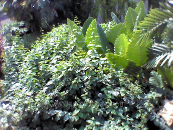 Sony Xperia U Hasil Kamera Depan Outdoor