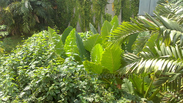 Sony Xperia U Hasil Kamera Utama Outdoor