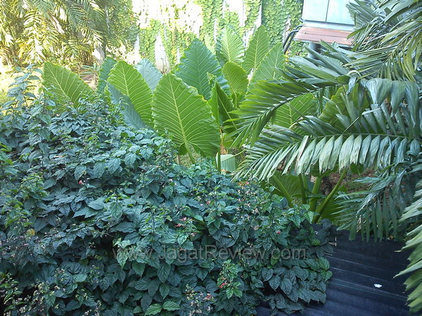 Sony Xperia Neo L Hasil Kamera Utama Outdoor