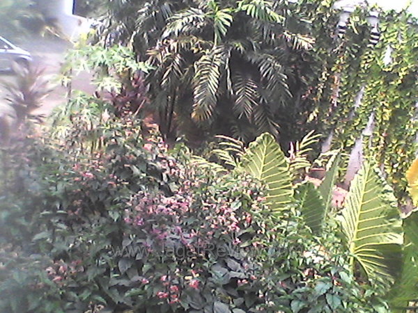 Axioo PicoPad 5 Hasil Kamera Depan Outdoor