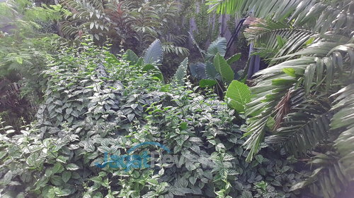 Samsung Galaxy S4 - Kamera Depan Outdoor
