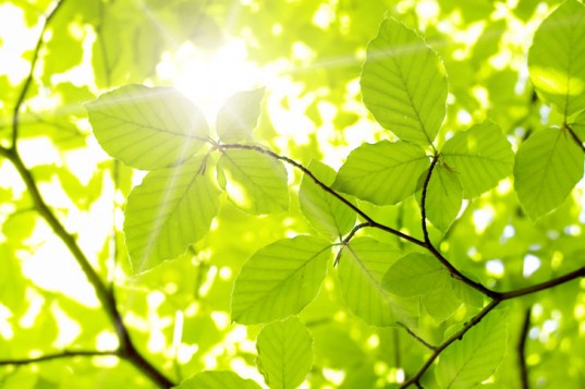 sun leaves