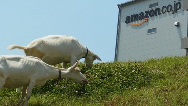 amazon goats