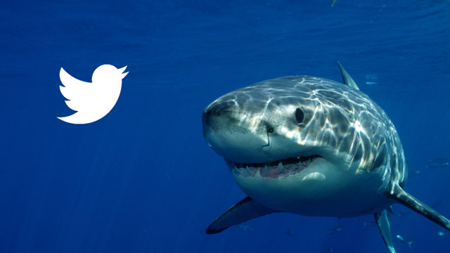 shark tweet