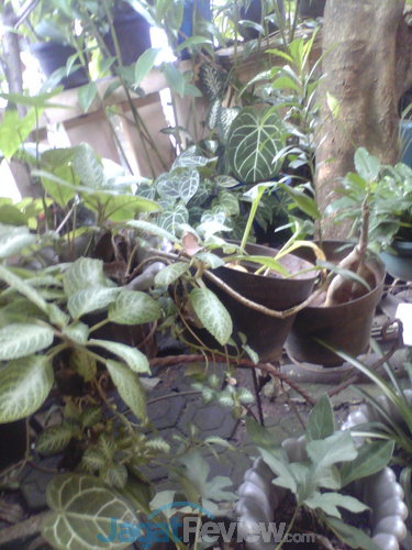 Review Cyrus Cerry Slim: Android Quad Core Murah Berlayar Besar 8 Cyrus Cerry Slim Hasil Kamera Depan (Outdoor)