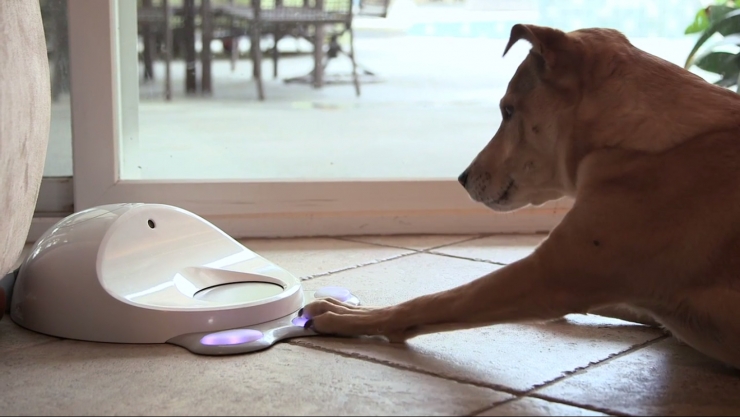 CleverPet Dog8