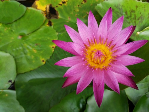 Lenovo Vibe Z - Hasil Makro