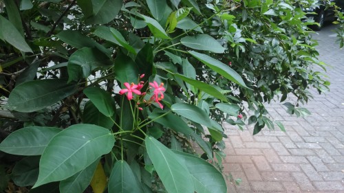 Review Xperia T2 Ultra Dual: Smartphone Android 6 Inci Dual-SIM dari Sony 8 Hasil foto kamera belakang Xperia T2 Ultra Dual (1)