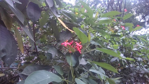 Review Xperia T2 Ultra Dual: Smartphone Android 6 Inci Dual-SIM dari Sony 11 Hasil foto kamera depan Xperia T2 Ultra Dual (2)