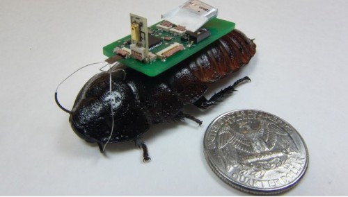 Bugs