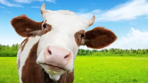 grass fed cow europe 1155