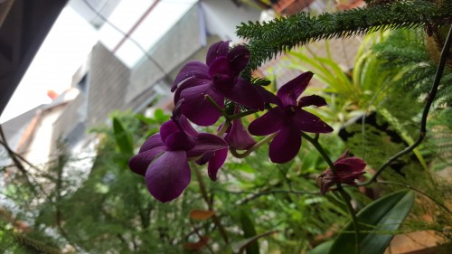 Hasil foto kamera belakang Galaxy S6 (3)