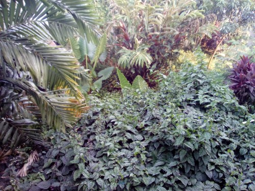 Lenovo A7000 - Hasil Kamera Depan Outdoor