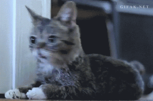 giphy