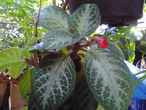 Hasil Kamera Bolt Powerphone E1 (3)