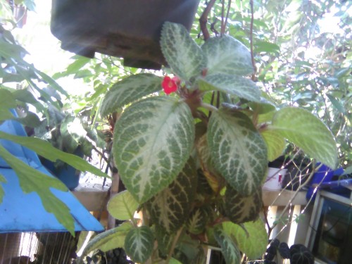Hasil Kamera Bolt Powerphone E1 (4)