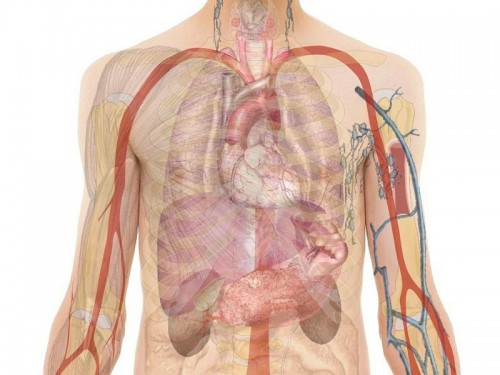 Perusahaan India Kembangkan 3D Printing untuk Jaringan Hati 1 liver_body_pixabay
