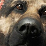 dogmeat mod