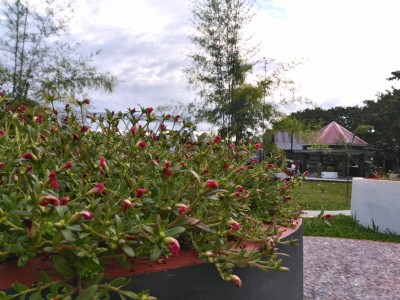 P 20160330 053809 HDR