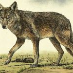 Red Dead Redemption 2 Punya 200 Spesies Binatang 11 wolf rdr2 1