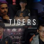 tigers