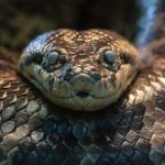 Microsoft Siapkan 2 Varian Xbox Next-Gen? 12 anaconda