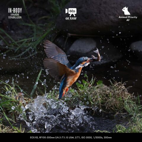 Canon EOS R3 Indonesia