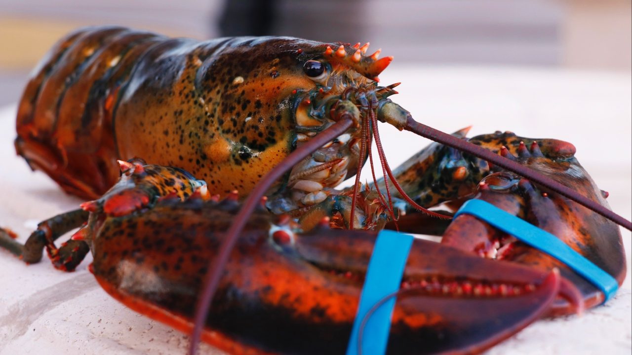 GPU NVIDIA Diselundupkan lewat Lobster