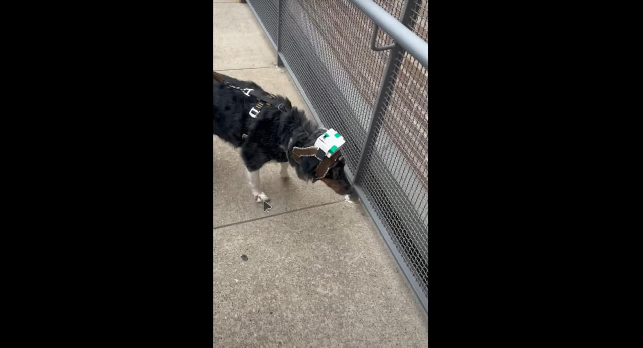 Rompi Pintar untuk Anjing Tunanetra