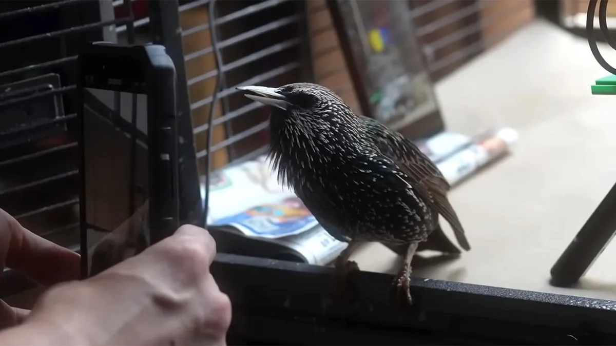 burung jalak simpan data