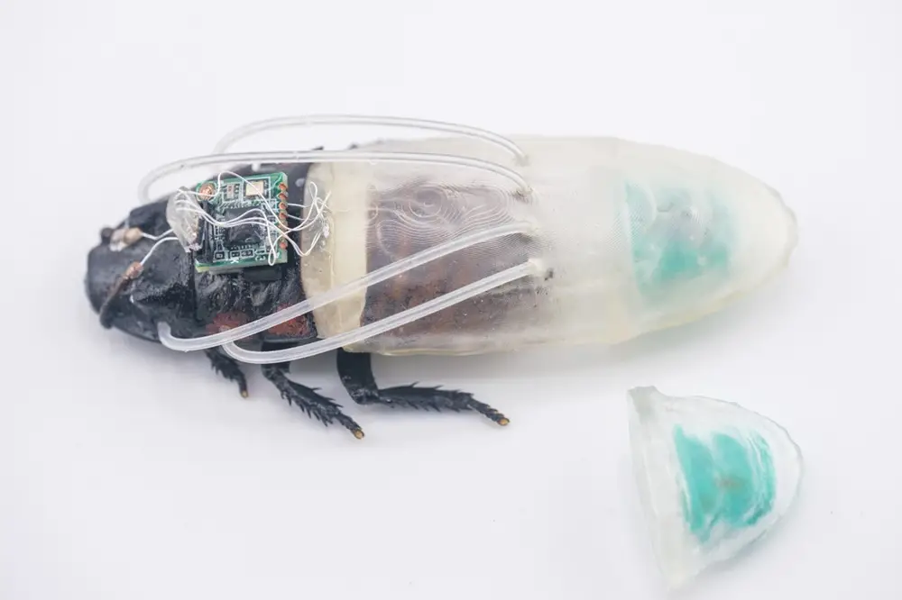 Ilmuwan Berhasil Kembangkan Kecoa Cyborg, Bisa Bertahan 3 Jam di Bawah Air! 5 Kecoak Cyborg